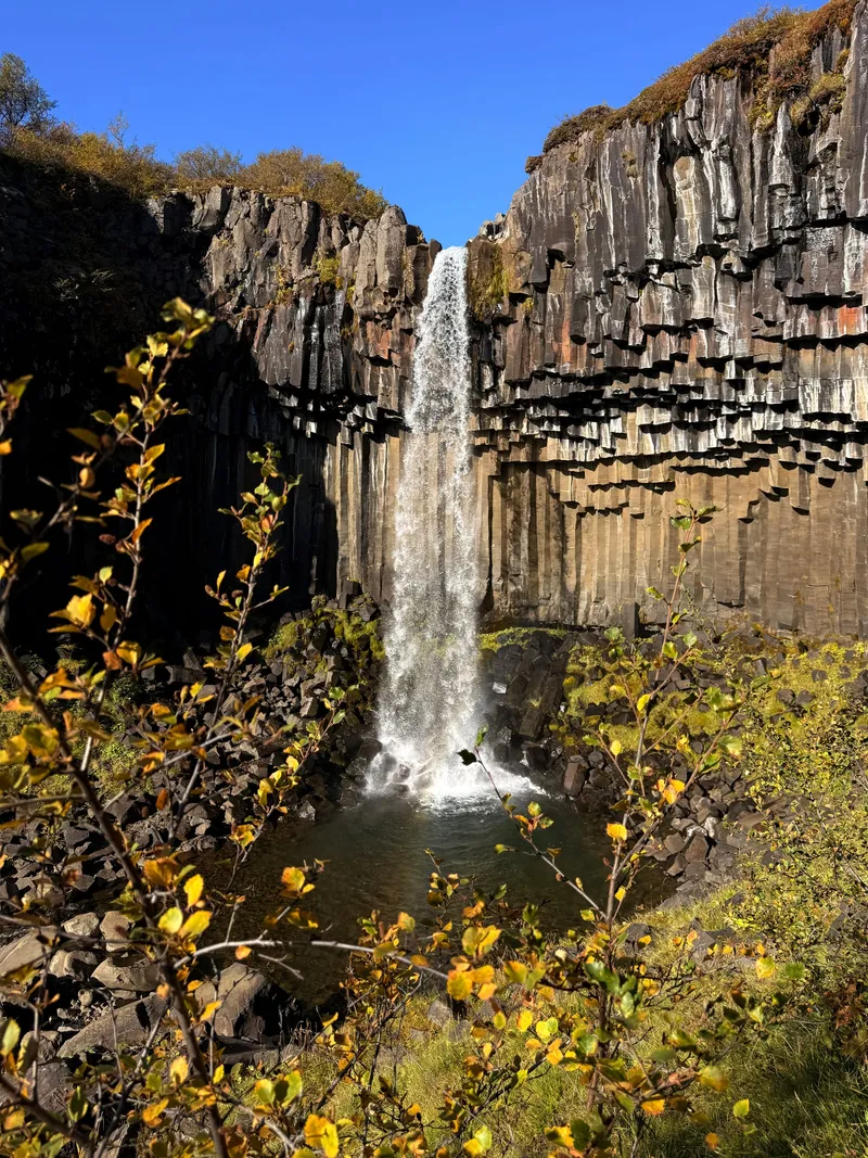 A narrow waterfall falling from an overhang of black hexagonal basalt columns into a dark pool, framed by birch branches turning yellow