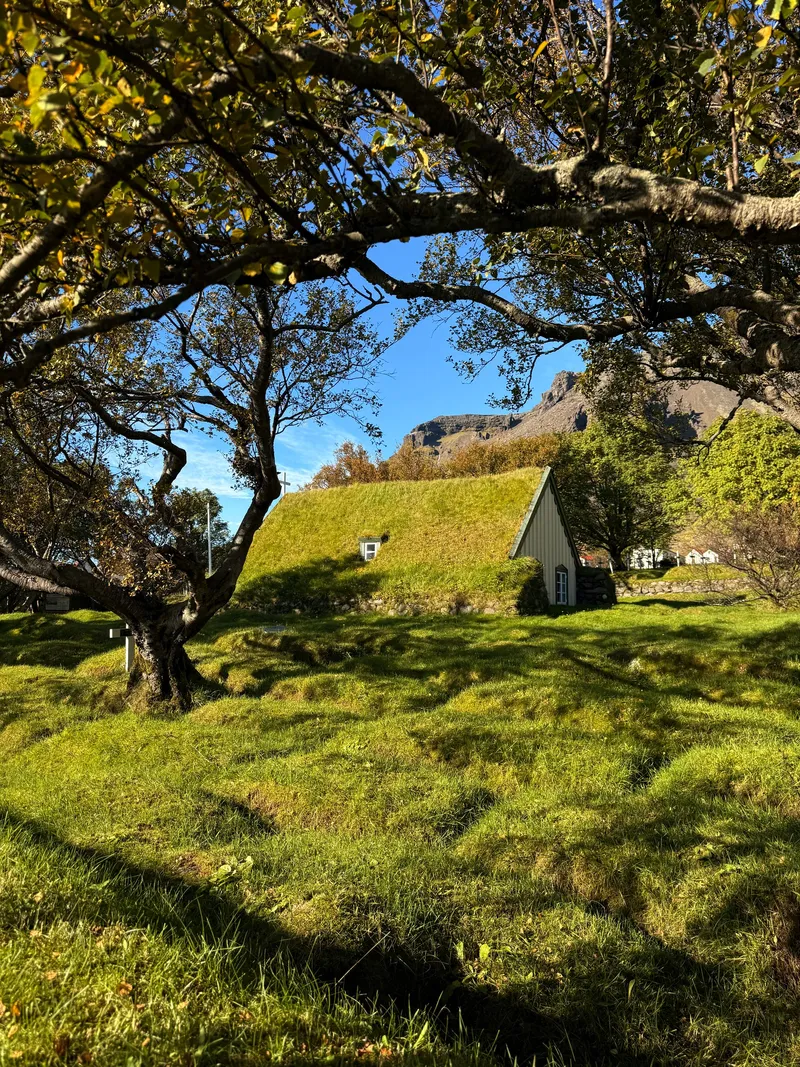 A small church with turf-covered walls and a grass roof rising out of a hummocky green churchyard, seen under the branches of an old tree with a dark mountain behind