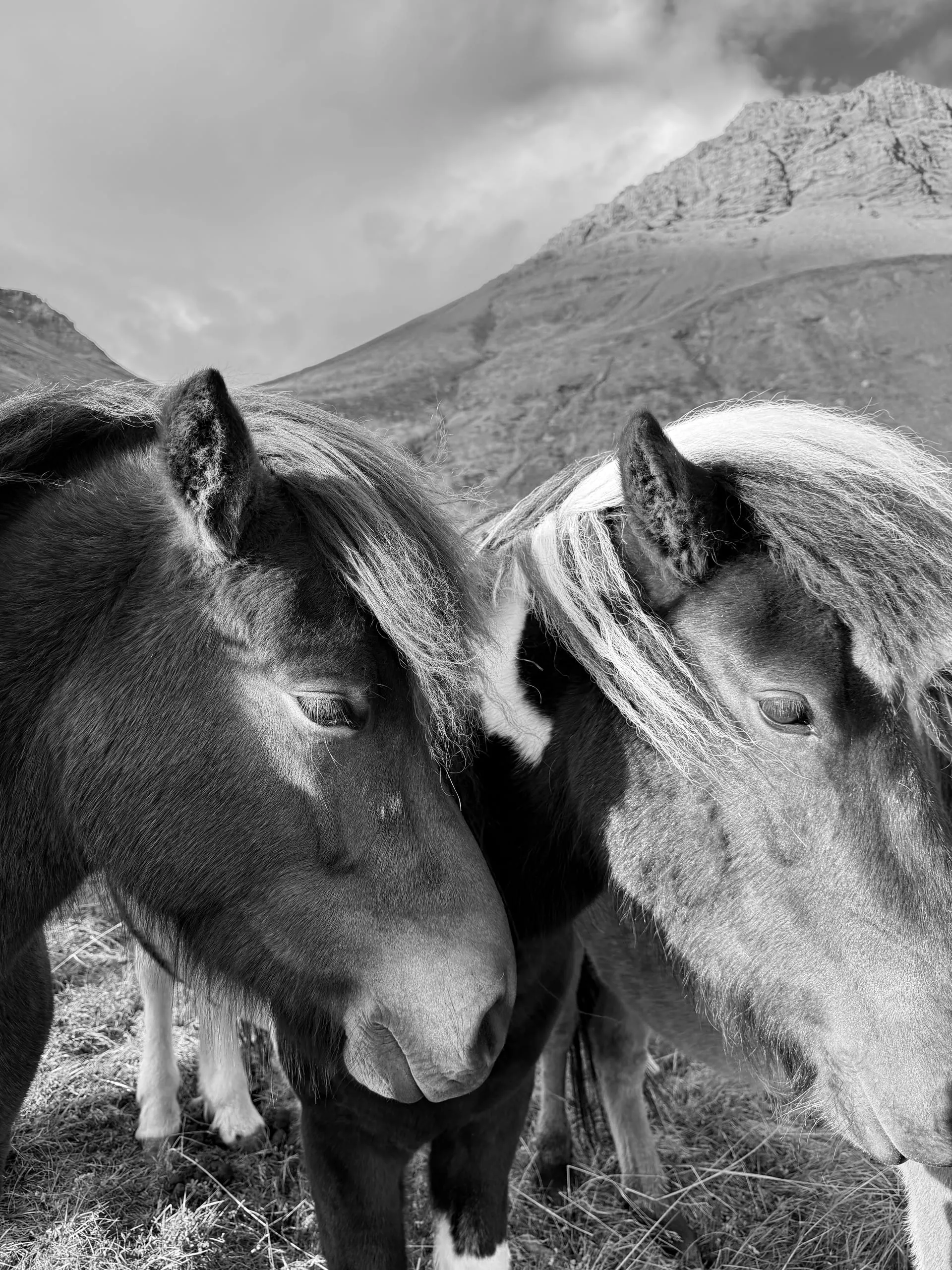 Icelandic horses on the west shore of Skagafjörður, entirely uninterested