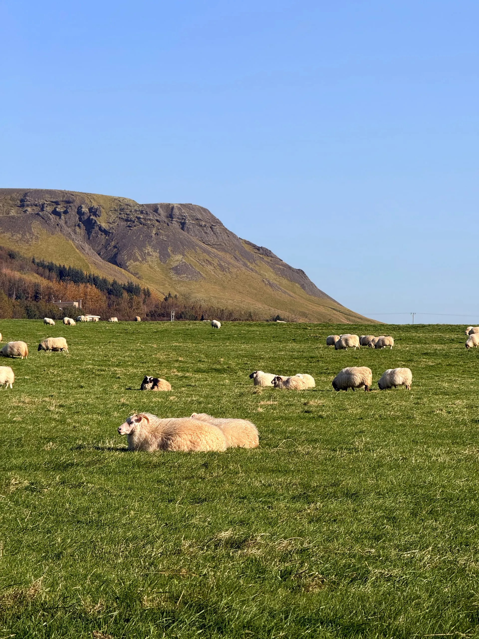 Sheep below the old sea cliffs at Skógar. There are more of them than there are people, and they have opinions about the road